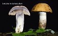 Leccinum duriusculum-amf350
